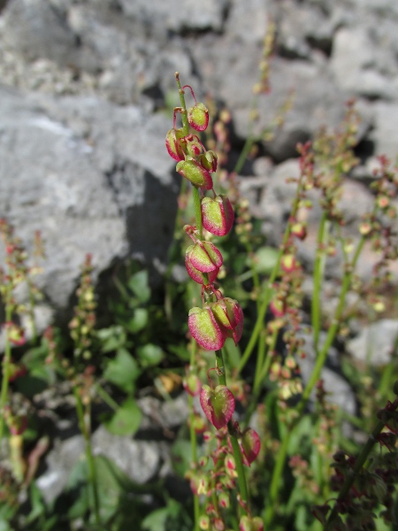 French sorrel / Rumex scutatus: In fruit