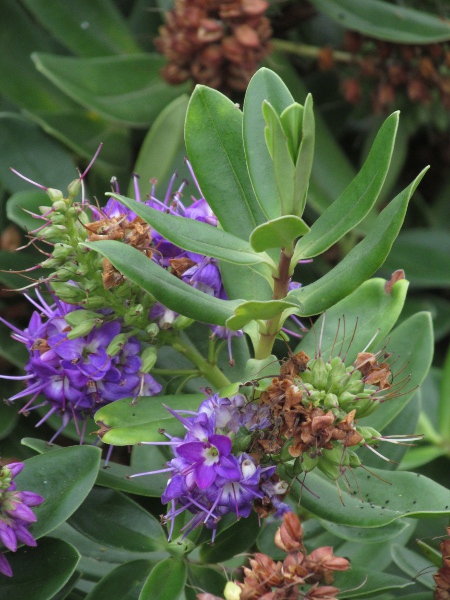 hedge veronica / Veronica × franciscana: _Veronica_ × _franciscana_ is a common escape, and is especially frequent along the coast, where it is used for hedging.