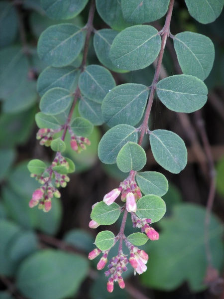 Chenault’s snowberry / Symphoricarpos × chenaultii: The flowers of _Symphoricarpos _ × _chenaultii_ are only sparsely hairy inside the corollas and the leaves are hairy on the underside, both contrasting with _Symphoricarpos albus_.