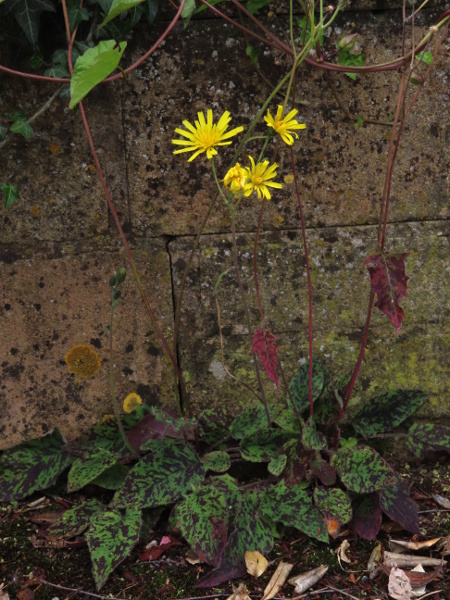 hawkweeds / Hieracium sect. Hieracium: One of the more distinctive species is _Hieracium scotostictum_, with its darkly dappled leaves.