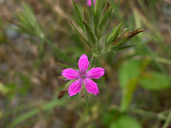 Deptford pink / Dianthus armeria: _Dianthus armeria_ is declining rapidly in Great Britain.