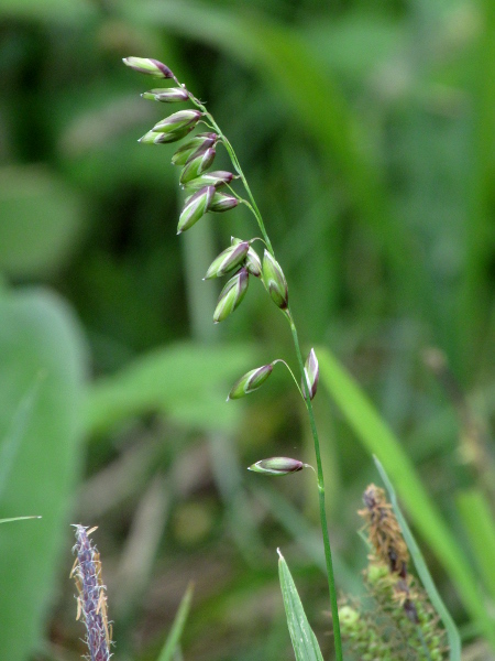 mountain melick / Melica nutans: _Melica nutans_ is a grass of base-rich areas, mostly in the north and west of Great Britain, where it grows in shady sites, such as woodlands and grikes in limestone pavements.