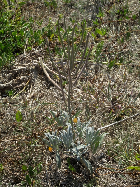 hoary stock / Matthiola incana: The leaves of _Matthiola incana_ are entire, unlike the lobed leaves of _Matthiola sinuata_. The fruits are long pods, held erect.