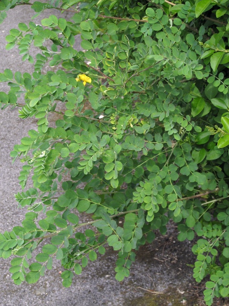 bladder senna / Colutea arborescens