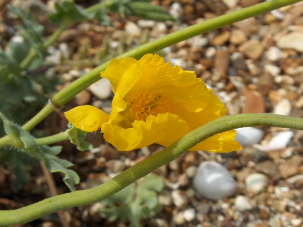 yellow horned poppy / Glaucium flavum: Close-up of flower and conspicuous, elongated fruit