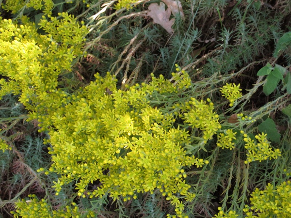 rock stonecrop / Petrosedum forsterianum: Growing in a roadside verge