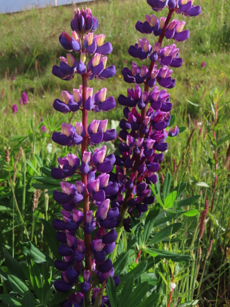 Russell lupin / Lupinus × regalis: _Lupinus_ × _regalis_ has more sharply pointed leaves than _Lupinus polyphyllus_ and a shorter lower lip of the calyx than _Lupinus nootkatensis_.