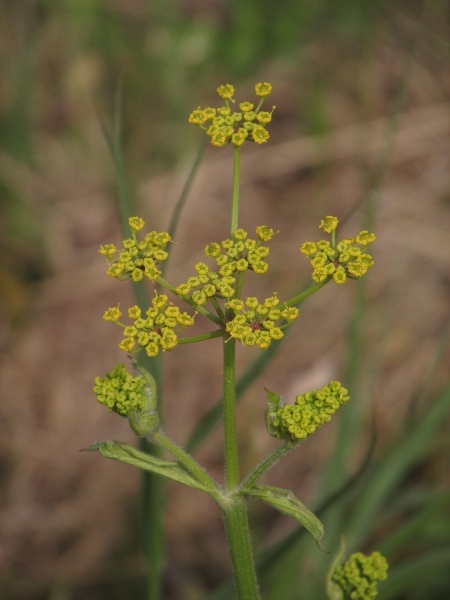 parsnip / Pastinaca sativa: The only other yellow-flowering umbellifers with once-pinnate leaves are the much more delicate _Silaum silaus_ and _Ridolfia segetum_.