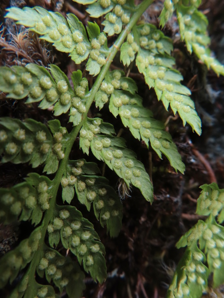 northern buckler-fern / Dryopteris expansa: The spores of _Dryopteris expansa_ appear paler than those of _Dryopteris dilatata_, which also has down-curling rather than flat leaf margins.