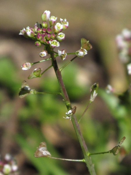 pink shepherd’s-purse / Capsella rubella: _Capsella rubella_ differs from _Capsella bursa-pastoris_ in its reddish sepals, scarcely shorter than the petals, and the concave edges to its seed-pods.