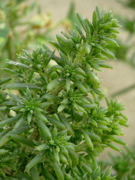 saltwort / Salsola kali: _Salsola kali_ grows close to the strandline on beaches.