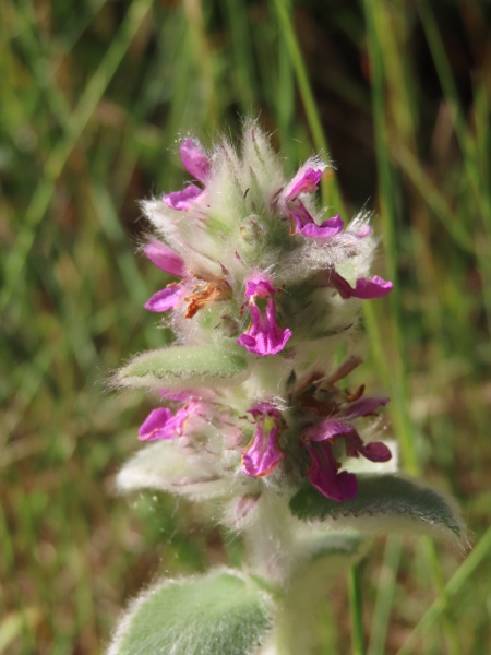 downy woundwort / Stachys germanica: _Stachys germanica_ is far rarer than the garden escape _Stachys byzantina_, which is even hairier and never has cordate leaf-bases.