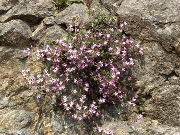 rock soapwort / Saponaria ocymoides: _Saponaria ocymoides_ is a European species that is sometimes grown in rock-gardens.