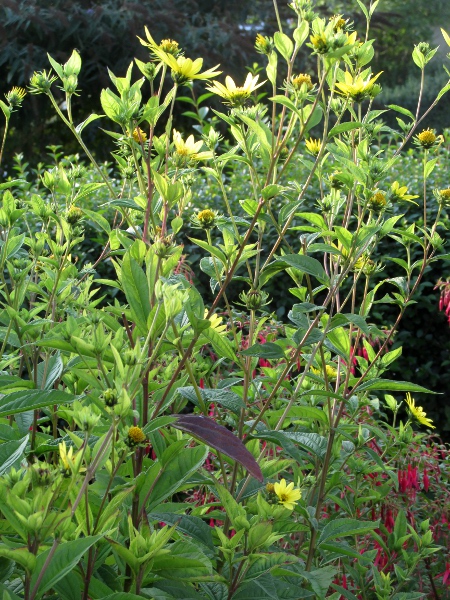 thin-leaved sunflower / Helianthus × multiflorus