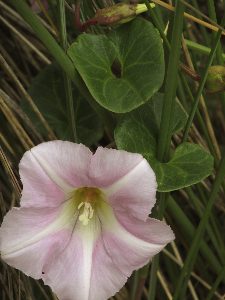 sea bindweed / Calystegia soldanella: _Calystegia soldanella_ is a trailing vine of maritime shingle; it has rounded, cordate leaves and large pink trumpet-shaped flowers; it is uncommon in Scotland and Northern Ireland.