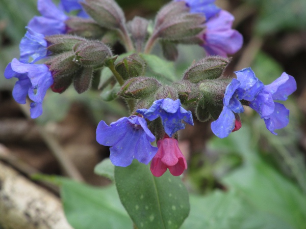 lungwort / Pulmonaria officinalis: The flowers of _Pulmonaria officinalis_ are pink when they first emerge, but become blue when they are fully open.