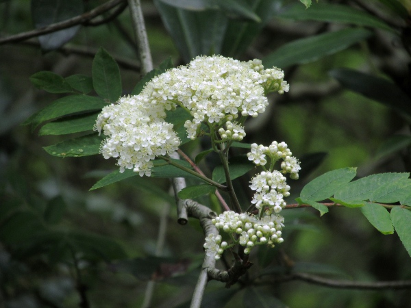 rowan / Sorbus aucuparia: The corymbs of white flowers are sweet-smelling.
