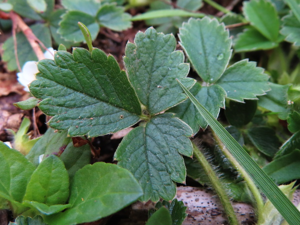 barren strawberry / Potentilla sterilis: The leaves of _Potentilla sterilis_ are less shiny than those of _Fragaria vesca_, and the tooth at the tip of the leaf is shorter than those on either side of it.
