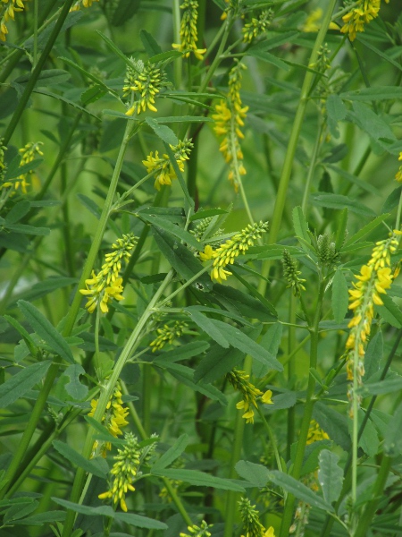 ribbed melilot / Melilotus officinalis: _Melilotus officinalis_ is a fairly common alien plant, especially in urban areas.