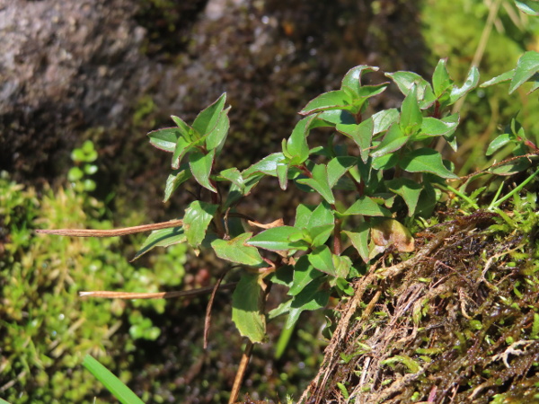 chickweed willowherb / Epilobium alsinifolium