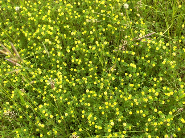 hop trefoil / Trifolium campestre: _Trifolium campestre_ grows in dry grassland.