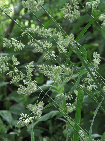 cocksfoot / Dactylis glomerata: Inflorescences