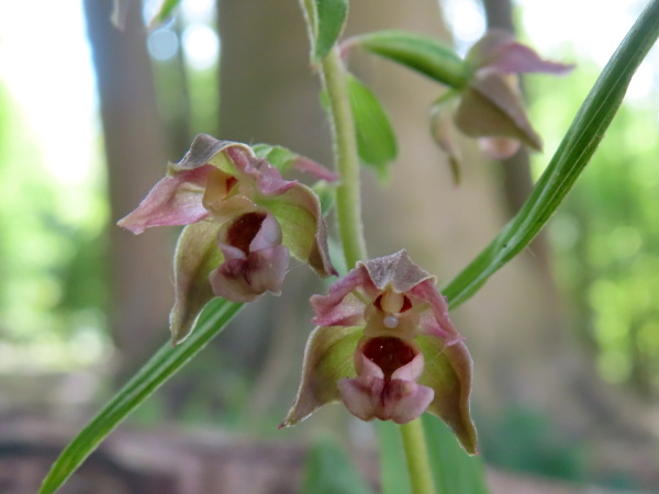 broad-leaved helleborine / Epipactis helleborine: The flowers of _Epipactis helleborine_ are often strongly tinged with pink or purple, and there is a persistent whitish viscidium present.