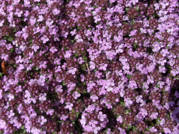 wild thyme / Thymus drucei: _Thymus drucei_ grows widely in upland and coastal regions, especially over limestone.