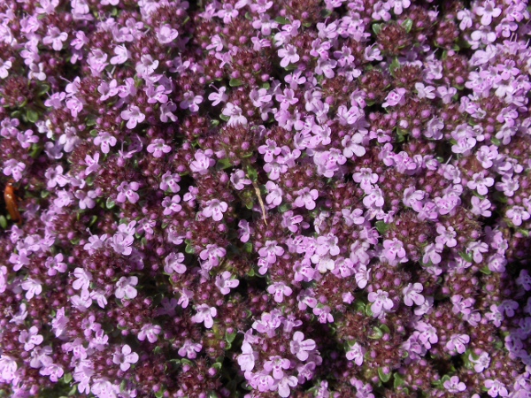 wild thyme / Thymus drucei