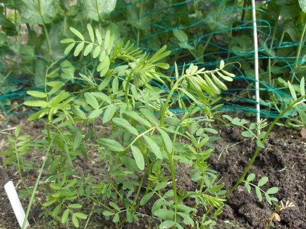 lentil / Vicia lens: _Vicia lens_ is grown for its seeds, and is an occasional escape.
