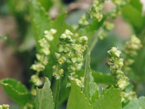 dog’s mercury / Mercurialis perennis: _Mercurialis perennis_ is dioecious; the male flowers are borne in long spikes.