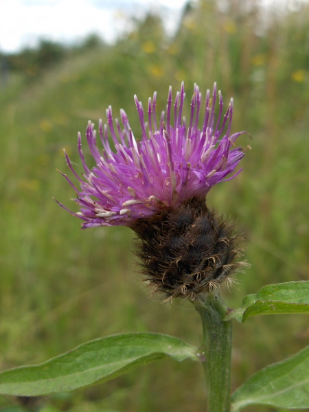 common knapweed / Centaurea nigra