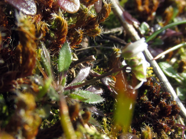 hairless whitlow-grass / Erophila glabrescens