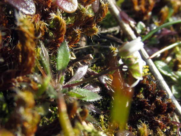 hairless whitlow-grass / Erophila glabrescens: The leaves of _Erophila glabrescens_ are shiny and largely hairless above, except for the long hairs along the leaf margins.