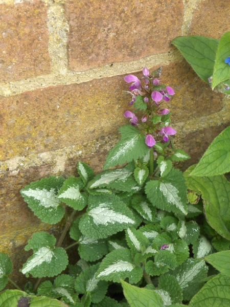 spotted dead-nettle / Lamium maculatum: _Lamium maculatum_ can generally be recognised by its white-blotched leaves.