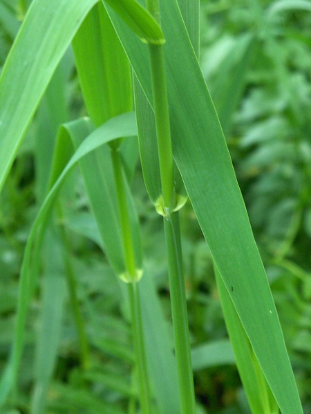 reed Canary-grass / Phalaris arundinacea