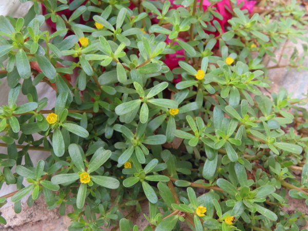 common purslane / Portulaca oleracea: _Portulaca oleracea_ is a creeping, fleshy plant, with yellow flowers and seeds borne in dry cup-shaped capsule.