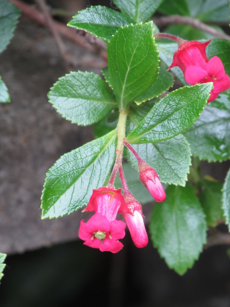 escallonia / Escallonia rubra: _Escallonia rubra_ is a Chilean plant widely grown as a hedge-plant; its flowers appear to form a tubular corolla (unlike _Escallonia_ × _langleyensis_).