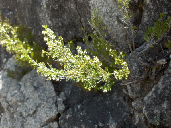 tree heath / Erica arborea: _Erica arborea_ is taller than our native heathers, sometimes reaching several metres tall.