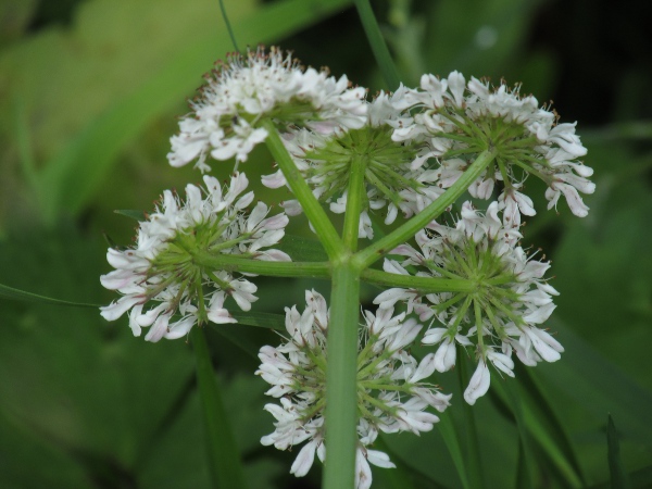 tubular water-dropwort / Oenanthe fistulosa