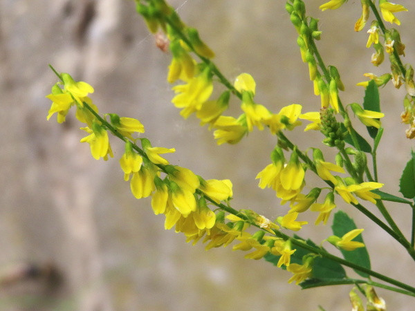 ribbed melilot / Melilotus officinalis: In _Melilotus officinalis_, the keel petal is shorter than the wings; in the similar _Melilotus altissimus_, they are all a similar length.