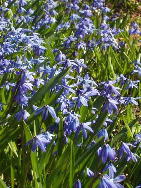 Siberian squill / Scilla siberica: Despite its name, _Scilla siberica_ is native to south-western Russia, Ukraine, the Caucasus and the Middle East; it is a fairly frequent garden escape.