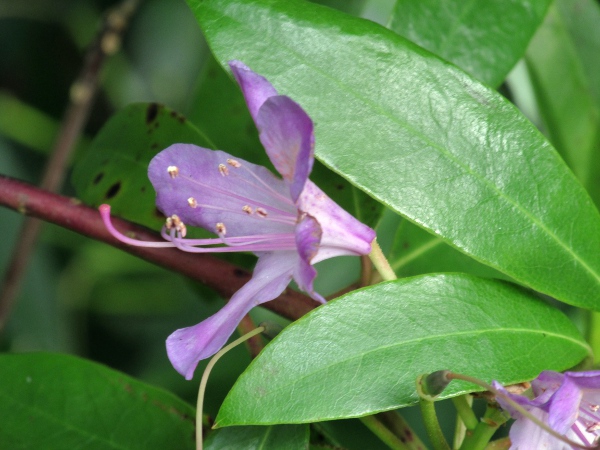 rhododendron / Rhododendron ponticum: In contrast to _Rhododendron_ × _superponticum_, the leaves of _Rhododendron ponticum_ are hairless, and the corolla spots, if present, are yellow.