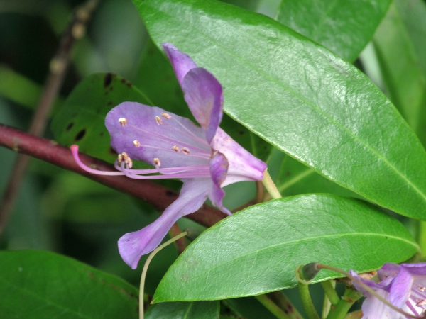 rhododendron / Rhododendron ponticum