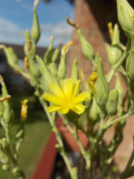 garden lettuce / Lactuca sativa