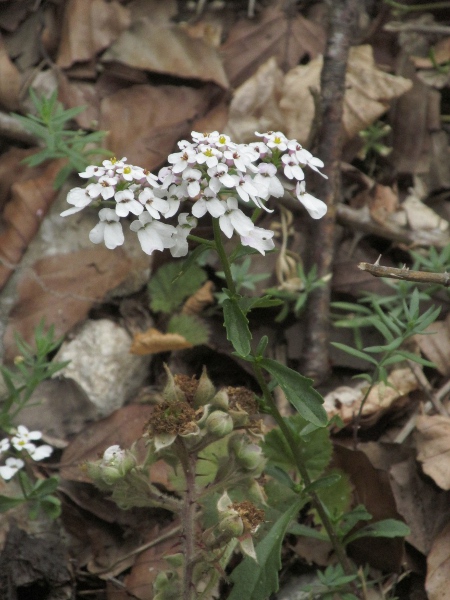 wild candytuft / Iberis amara: _Iberis amara_ is largely restricted to chalk downland along the Ridgeway.