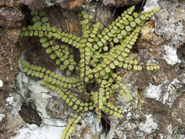 maidenhair spleenwort / Asplenium trichomanes: _A. trichomanes_ subsp. _trichomanes_ is diploid and restricted to acidic mountain rocks; it has shorter, rounder pinnules on longer stalks than _A. trichomanes_ subsp. _quadrivalens_, and smaller sori, indusia and spores.