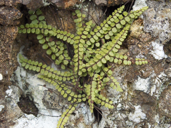 maidenhair spleenwort / Asplenium trichomanes