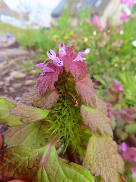 northern dead-nettle / Lamium confertum: _Lamium confertum_ has larger flowers than _Lamium purpureum_ and particularly long calyx-teeth; its upper leaves are sessile or shortly petiolate and shorter in proportion than those of _L. purpureum_.