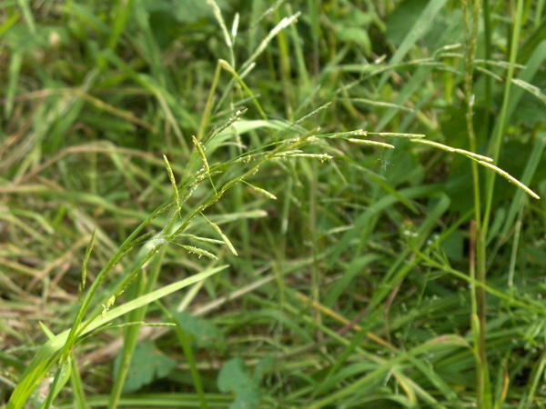 plicate sweet-grass / Glyceria notata: Inflorescence